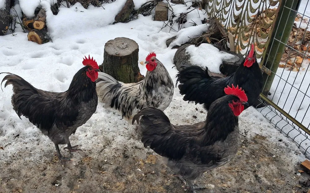 wynajem rusztowań systemowych elewacyjnych