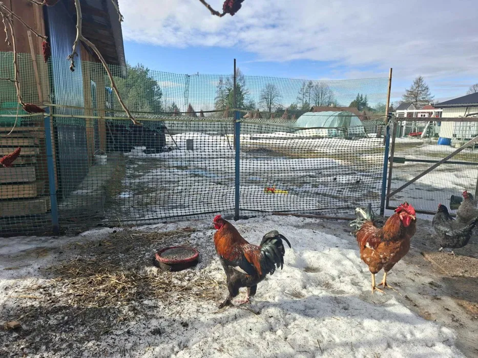 wynajem rusztowań systemowych elewacyjnych