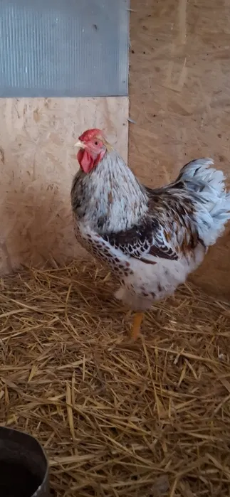 wynajem rusztowań systemowych elewacyjnych