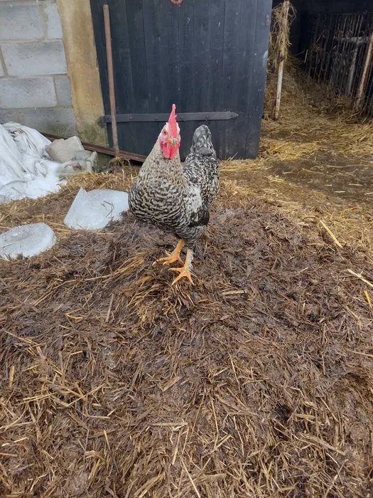 wynajem rusztowań systemowych elewacyjnych