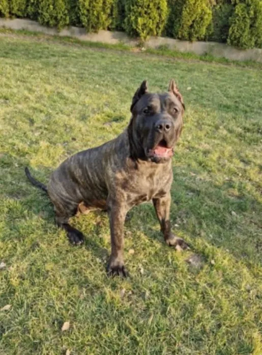 Wynajem rusztowanie elewacyjne