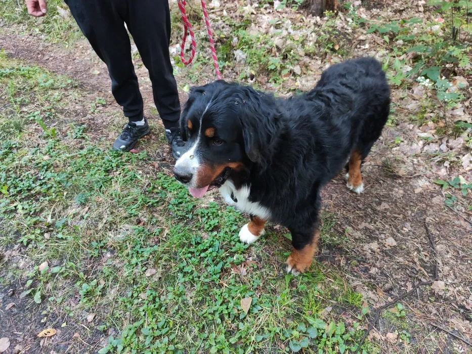 Wynajem rusztowania warszawskiego