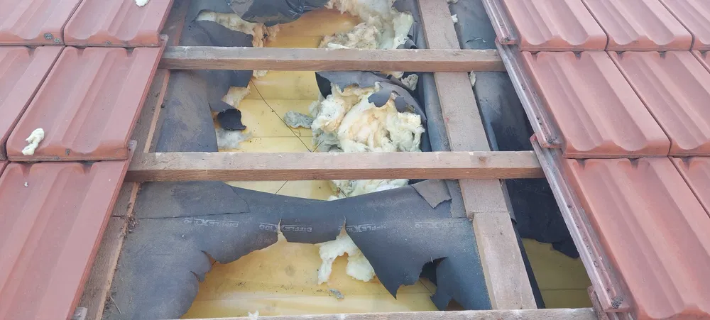 Zwalczanie kuny domowej i naprawa szkód w dachu Szczecin