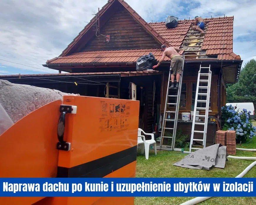 Zwalczanie kuny domowej i naprawa szkód w dachu Szczecin