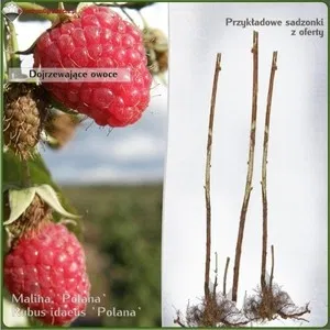 Wypożyczalnia szalunków stropowych sprzętu budowlanego elektronarzędzi