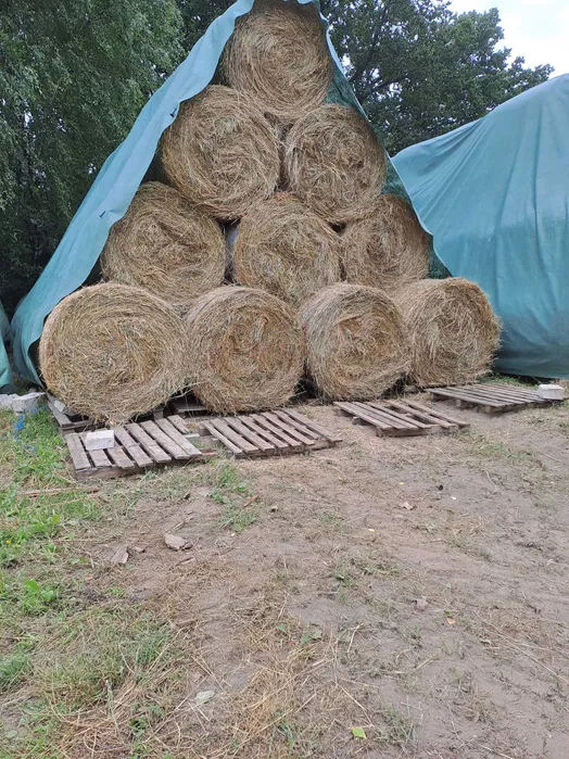 Tynkowanie Tynki maszynowe cementowo wapienne WOLNE TERMINY